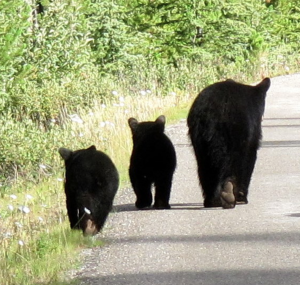 beren op de weg